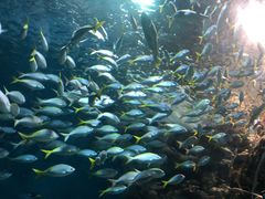 -上海海洋水族馆