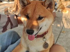 -柴犬高等学院·狗咖·柴犬售卖·宠物训练