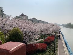-高东镇樱花园