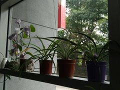 -素清香(解放路店)