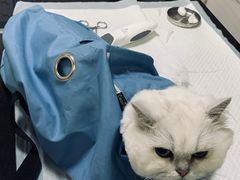 -派特宠物医院(圆融广场店)