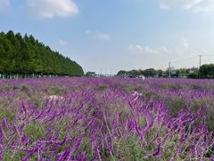 -嘉北郊野公园