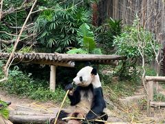 -深圳野生动物园