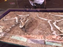 -陕西自然博物馆