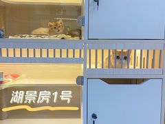 -柚子猫舍·精品猫舍购猫·猫咪认养·购宠·宠物店