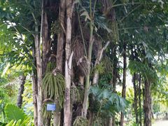 -中国科学院西双版纳热带植物园