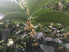 -随柳居·苏式小吃(建新巷店)