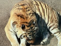 -大连森林动物园