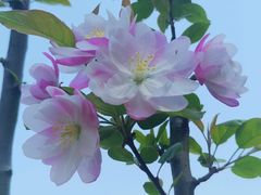 -海棠花溪(元大都城垣遗址公园)