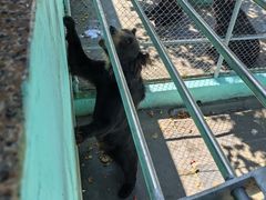 -西霞口神雕山野生动物世界