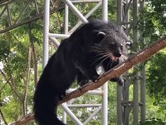 -清迈夜间动物园