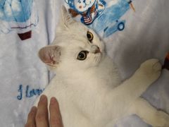 -lincat·猫舍(广州店)