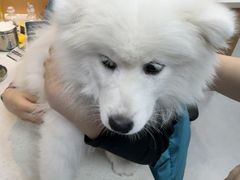-联合动物医院(光谷诊疗中心)
