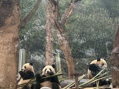 -都江堰中华大熊猫苑