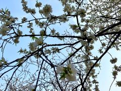 -桃花堤公园