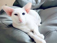 -飞行喵MR PILOT|猫舍·猫咖(静安大融城店)