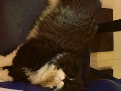 -名猫咖啡馆·撸猫·拼豆