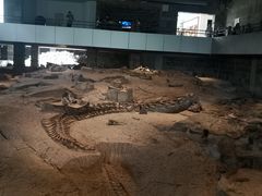 -自贡恐龙博物馆