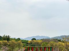 -天适樱花悠乐园