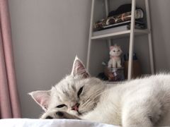 -康乐宝动物医院