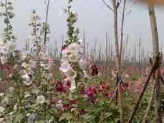 -天津东丽湖风景区
