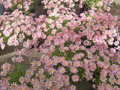 -宝鸡东道花鸟鱼虫市场(吉利花园商场店)