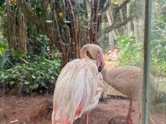 -海南热带野生动植物园