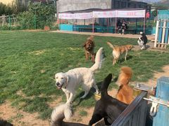 -趣玩宠物乐园寄养训犬训狗游泳池