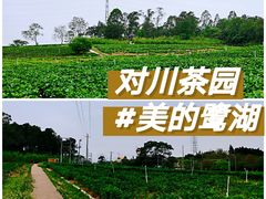 -美的鹭湖森林度假区