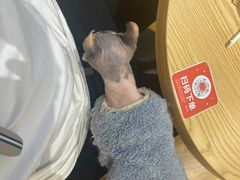 -米乐乖乖猫咪咖啡馆·猫咖(深圳湾后海汇店)