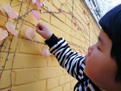 -三里屯东五街银杏大道
