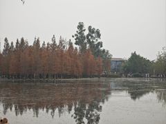 -白鹭湾湿地公园