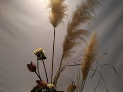 -莲湖公园