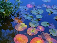 -国家植物园南园