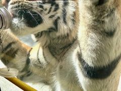 -栾川竹海野生动物园
