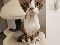 -有喵·猫咖·狗咖·30几只猫10只小狗(岗厦店)