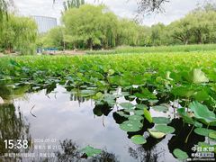 -青城公园