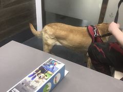 -爱侣宠医·鹦鹉专科·小型哺乳类·异宠专科(灵石路店)