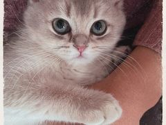 -十年猫舍·猫咪专门店(普陀店)