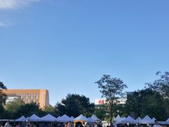 -三里屯东五街银杏大道