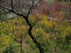 -南汇桃花村