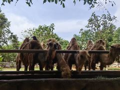 -海南热带野生动植物园