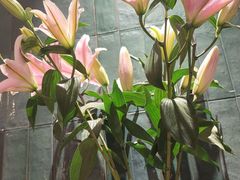 -将相和·海鲜蒸饺大连菜