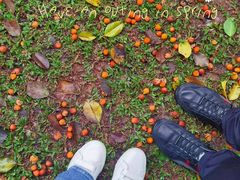 -深圳国际园林花卉博览园