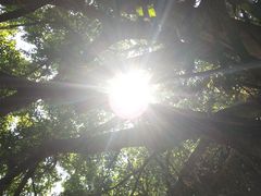 -广东茂名森林公园