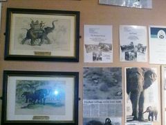 象屋&nbsp;aa02-大象咖啡馆