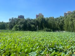 -莲花池公园
