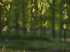 -虎丘湿地公园