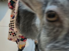 -怪兽屋·羊驼·猫咖·狗咖(俊华广场店)