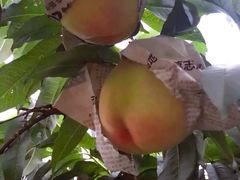 -老袁家蜜桃农场·阳山水蜜桃